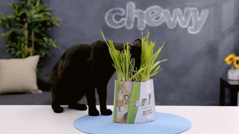 chewy cat grass